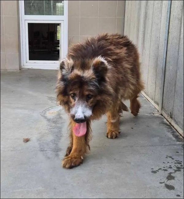 Znaleziono psa, Grudziądz, 9 kwietnia 2024