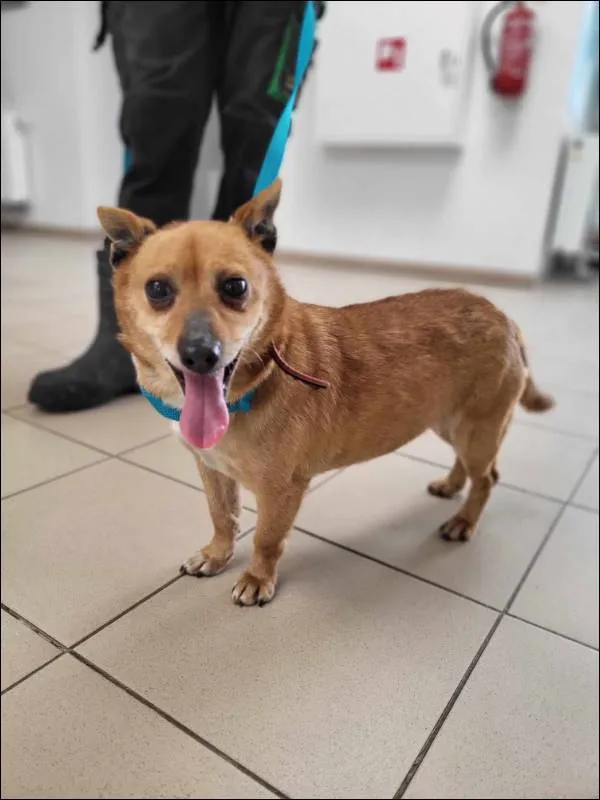 Znaleziono psa, Grudziądz, 9 kwietnia 2024