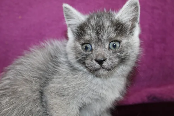 Kot do adopcji, Kielce, 9 kwietnia 2024