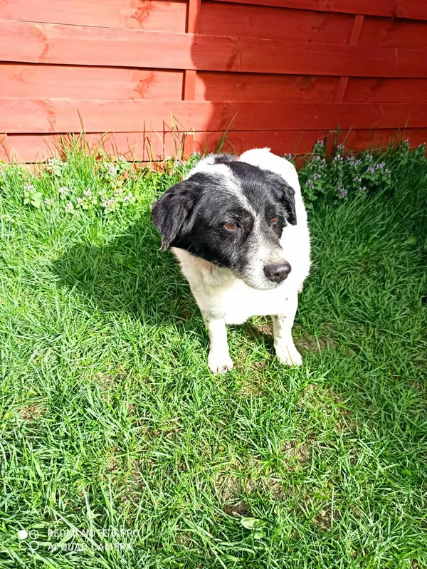 Znaleziono psa, Czartki, 8 kwietnia 2024