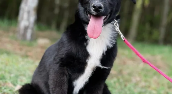 Pies do adopcji, Pieczyska, 9 kwietnia 2024 (1/5)