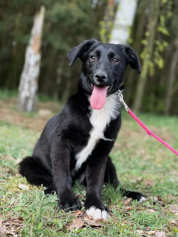 Pies do adopcji, Pieczyska, 9 kwietnia 2024 (2/5)