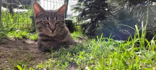 Kot do adopcji, Piła, 22 listopada 2023 (3/3)