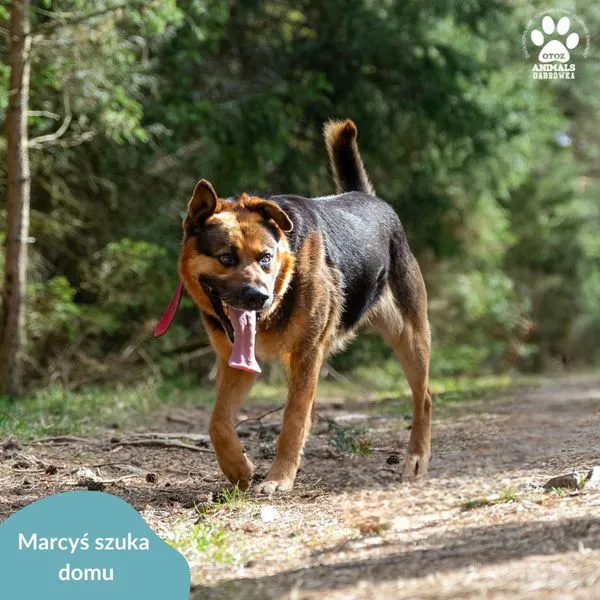 Pies do adopcji, Dąbrówka, 9 kwietnia 2024 (2/3)