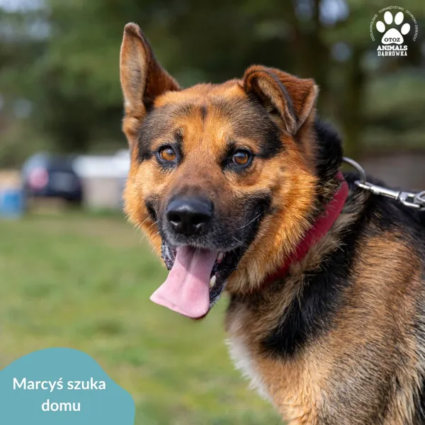 Pies do adopcji, Dąbrówka, 9 kwietnia 2024 (3/3)