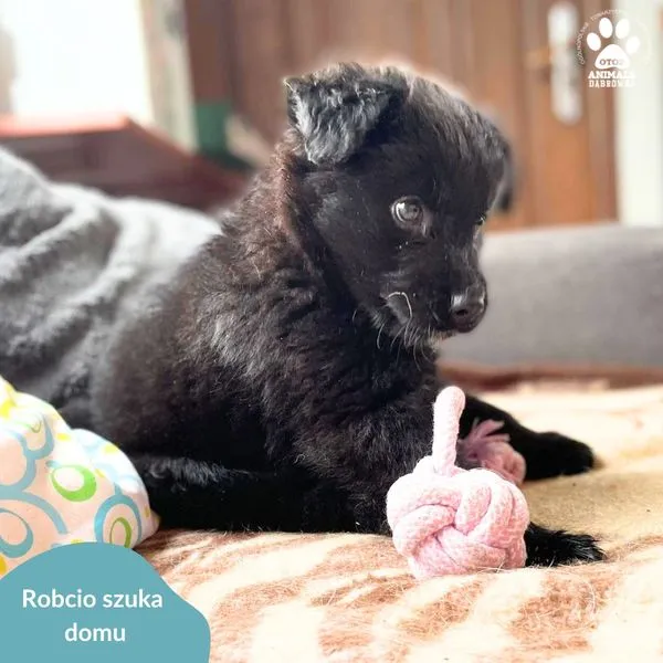 Pies do adopcji, Dąbrówka, 8 kwietnia 2024 (1/5)