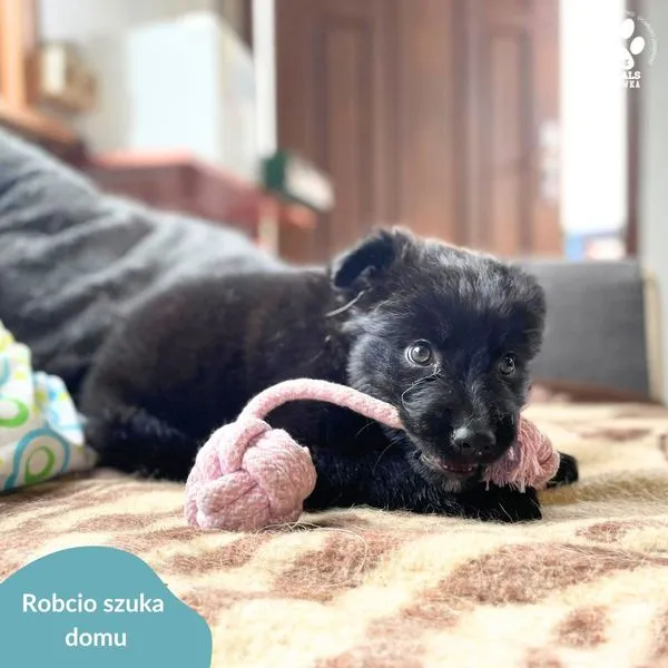 Pies do adopcji, Dąbrówka, 8 kwietnia 2024 (2/5)