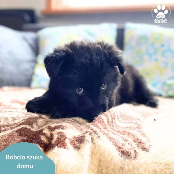 Pies do adopcji, Dąbrówka, 8 kwietnia 2024 (3/5)