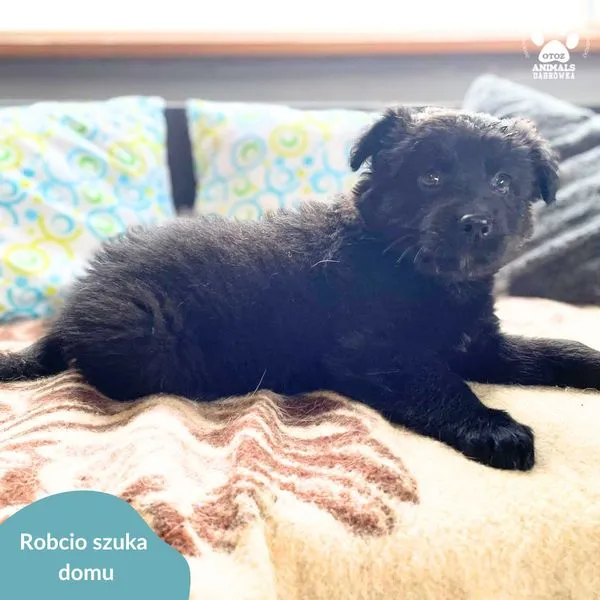 Pies do adopcji, Dąbrówka, 8 kwietnia 2024 (4/5)