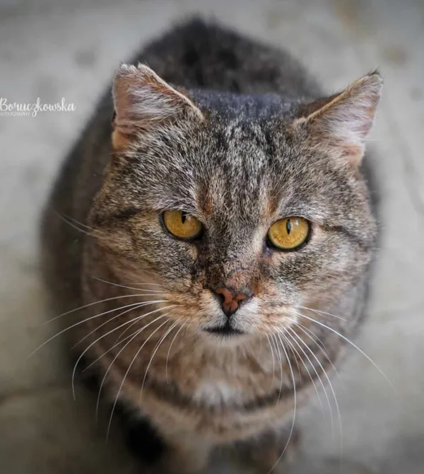 Kot do adopcji, Konin, 13 marca 2023 (1/3)