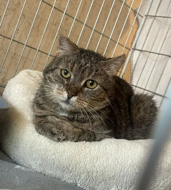 Kot do adopcji, Konin, 13 marca 2023 (3/3)