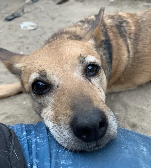 Pies do adopcji, Konin, 13 maja 2023 (1/4)