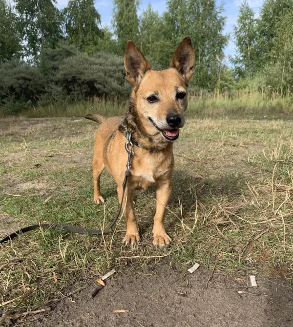 Pies do adopcji, Konin, 13 maja 2023 (4/4)