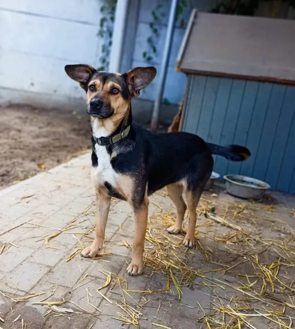 Pies do adopcji, Konin, 20 maja 2022 (1/4)