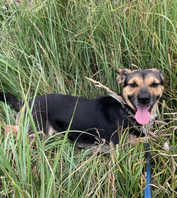 Pies do adopcji, Konin, 20 maja 2022 (2/4)