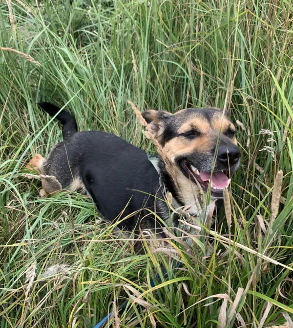 Pies do adopcji, Konin, 20 maja 2022 (3/4)