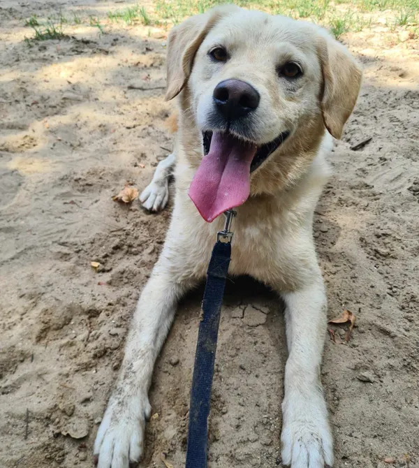 Pies do adopcji, Konin, 5 lutego 2023 (2/4)