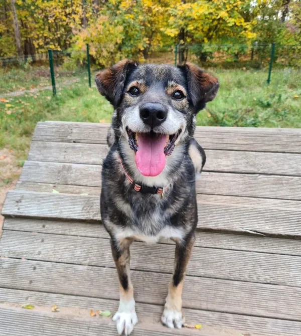 Pies do adopcji, Konin, 27 maja 2022 (1/5)