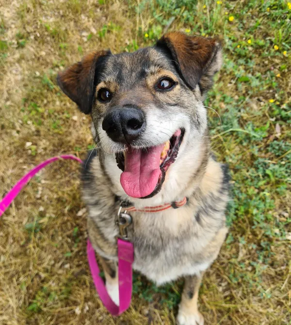 Pies do adopcji, Konin, 27 maja 2022 (3/5)