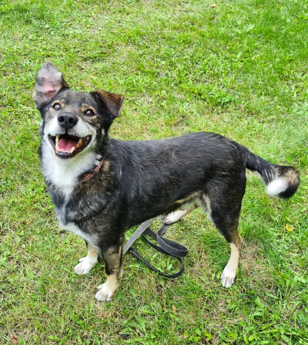 Pies do adopcji, Konin, 27 maja 2022 (5/5)