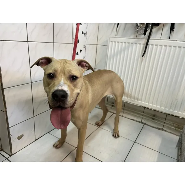 Znaleziono psa, Białystok, 9 kwietnia 2024