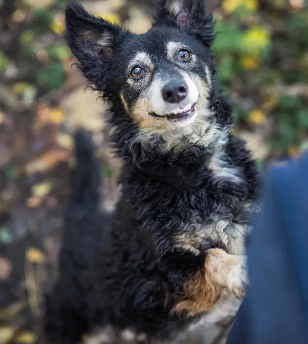 Pies do adopcji, Konin, 19 grudnia 2022 (2/5)