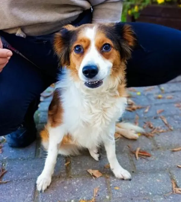 Pies do adopcji, Konin, 20 lipca 2022 (2/2)