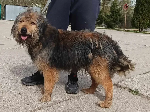 Znaleziono psa, Pieckowo, 9 kwietnia 2024 (1/2)