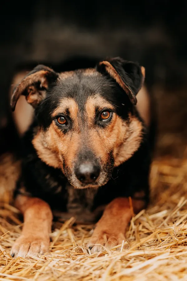 Pies do adopcji, Czartki, 9 kwietnia 2024 (1/5)