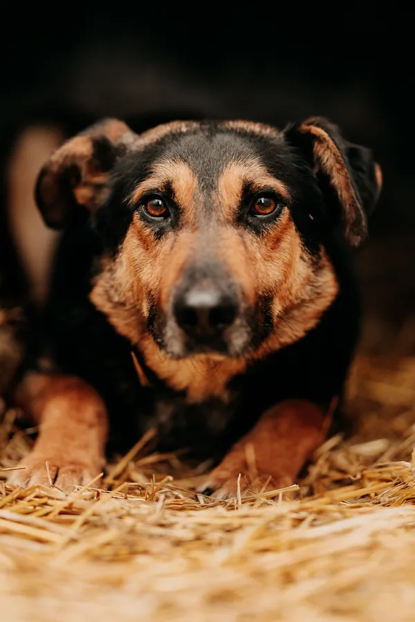 Pies do adopcji, Czartki, 9 kwietnia 2024 (2/5)