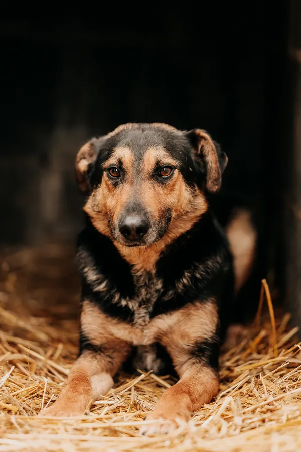 Pies do adopcji, Czartki, 9 kwietnia 2024 (3/5)