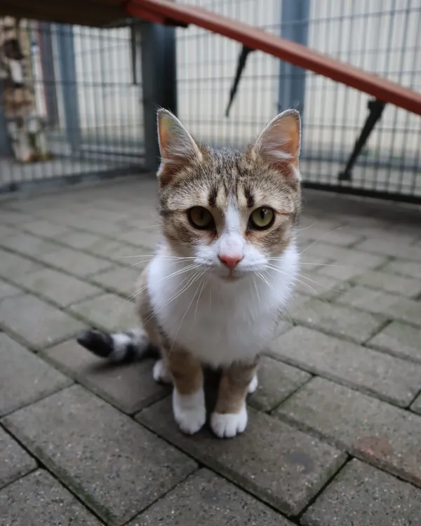 Kot do adopcji, Częstochowa, 2 grudnia 2023 (1/3)