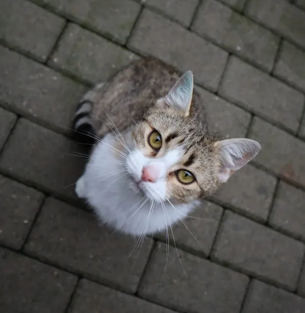 Kot do adopcji, Częstochowa, 2 grudnia 2023 (2/3)