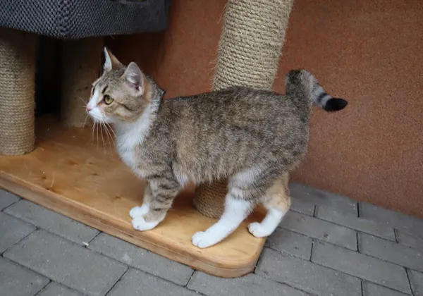 Kot do adopcji, Częstochowa, 2 grudnia 2023 (3/3)