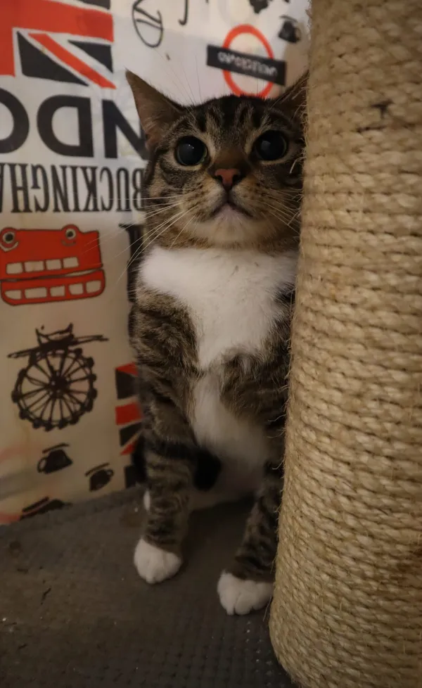 Kot do adopcji, Częstochowa, 23 października 2023 (2/2)