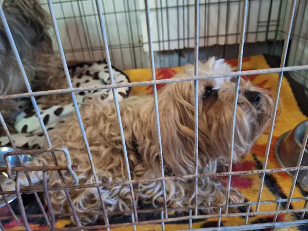 Pies do adopcji, Orzechowce, 10 kwietnia 2024 (1/2)