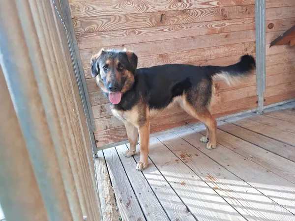 Pies do adopcji, Orzechowce, 10 kwietnia 2024 (1/3)