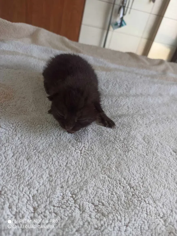 Znaleziono kota, Czartki, 10 kwietnia 2024