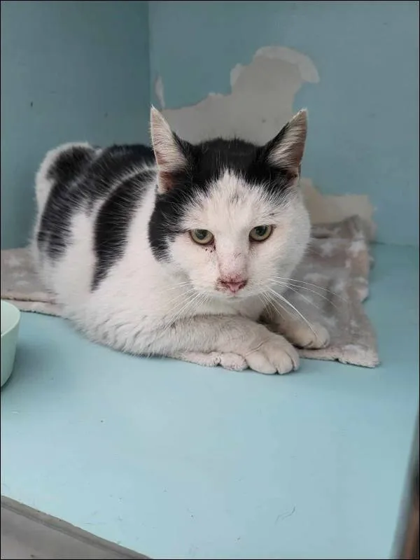 Znaleziono kota, Grudziądz, 10 kwietnia 2024