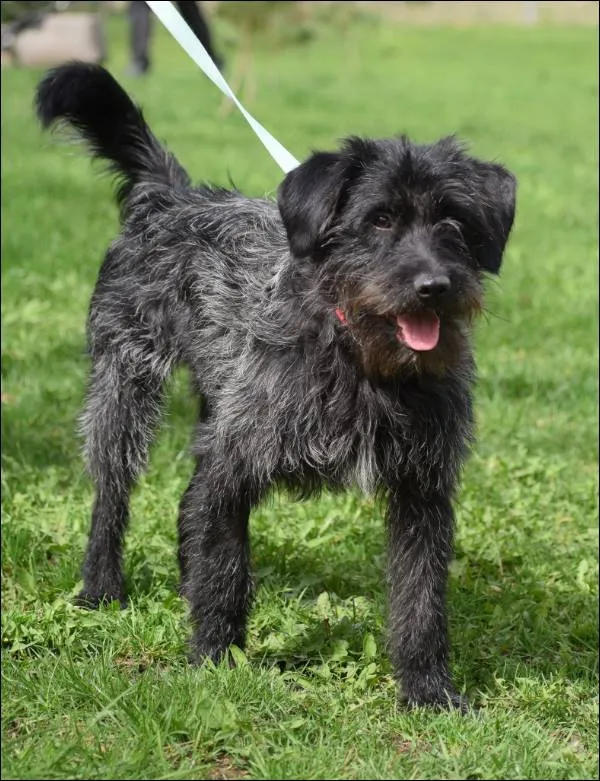 Znaleziono psa, Grudziądz, 23 lutego 2024