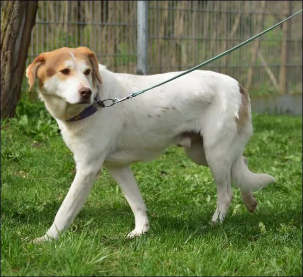 Znaleziono psa, Grudziądz, 5 stycznia 2024