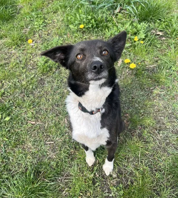 Pies do adopcji, Konin, 28 marca 2024 (1/2)