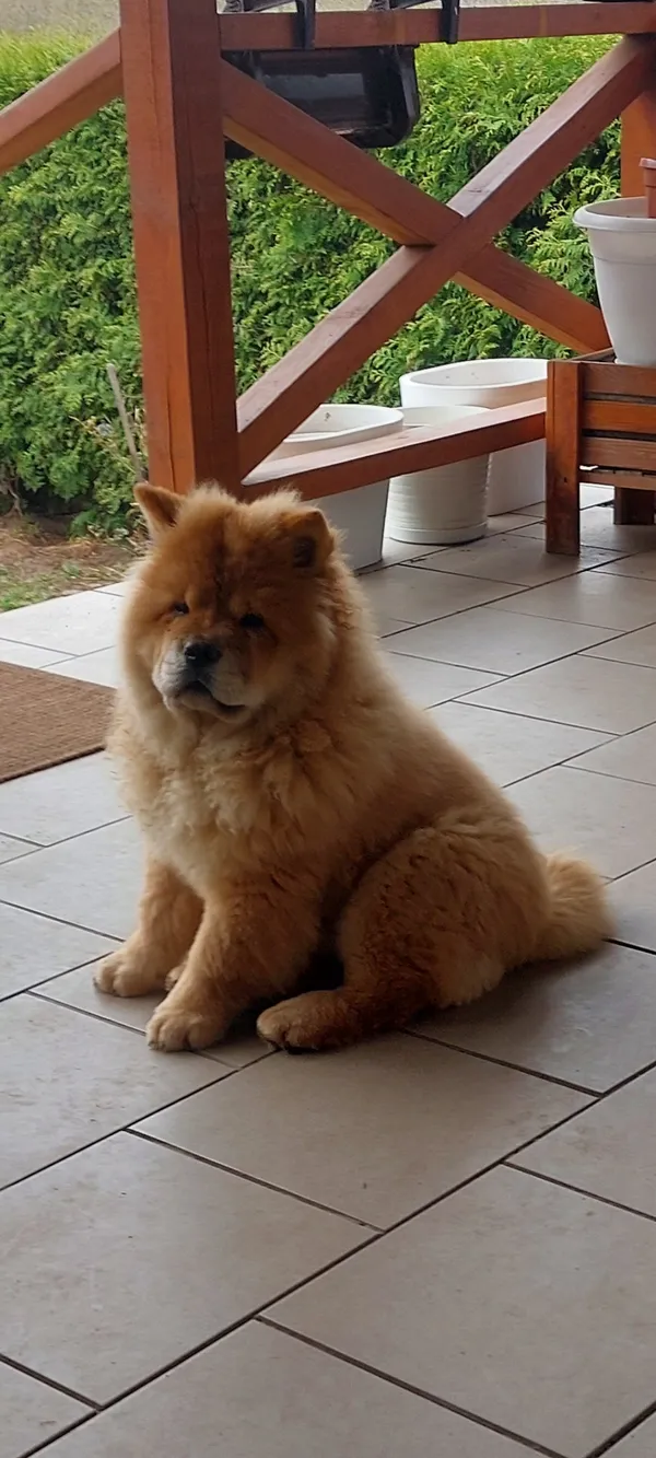 Zaginął pies, Dębówka, 10 kwietnia 2024 (1/2)