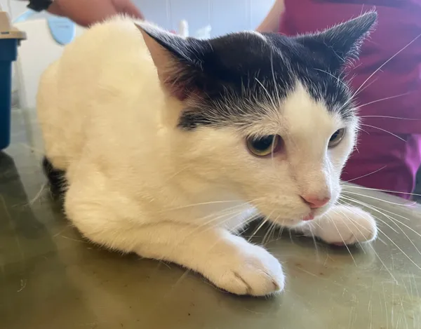 Znaleziono kota, Lublin, 9 kwietnia 2024