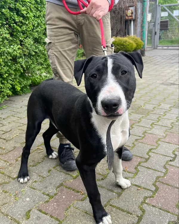 Pies do adopcji, Włocławek, 10 kwietnia 2024 (1/2)