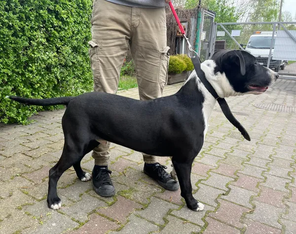 Pies do adopcji, Włocławek, 10 kwietnia 2024 (2/2)