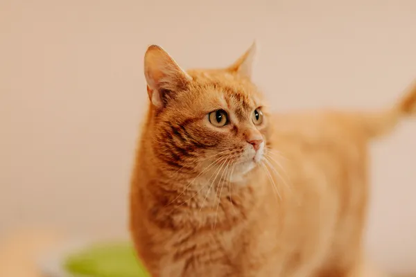 Kot do adopcji, Czartki, 10 kwietnia 2024 (1/5)