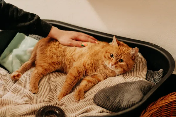 Kot do adopcji, Czartki, 10 kwietnia 2024 (2/5)