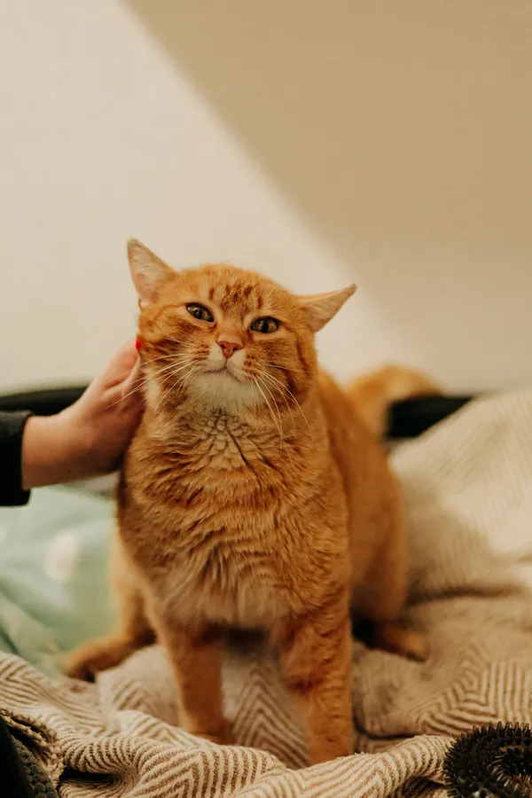 Kot do adopcji, Czartki, 10 kwietnia 2024 (3/5)