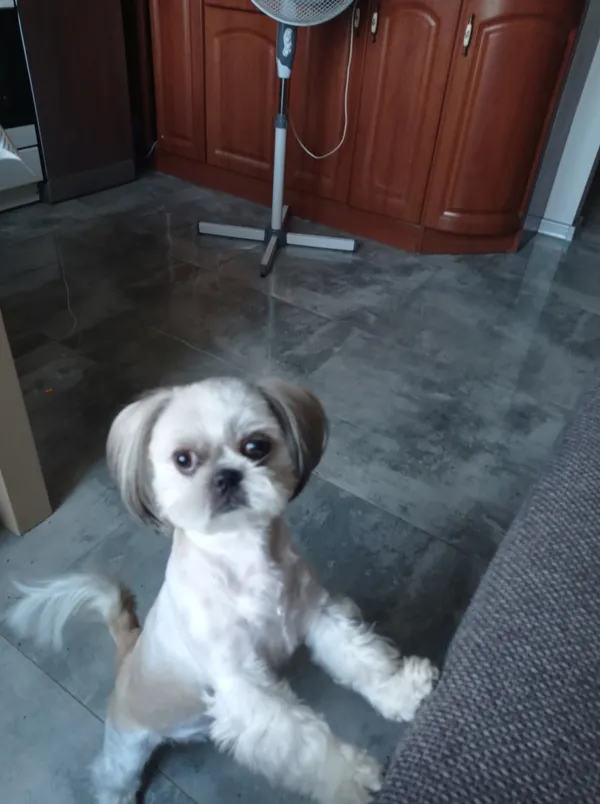 Zaginął pies, Radom, Michałów, 11 kwietnia 2024